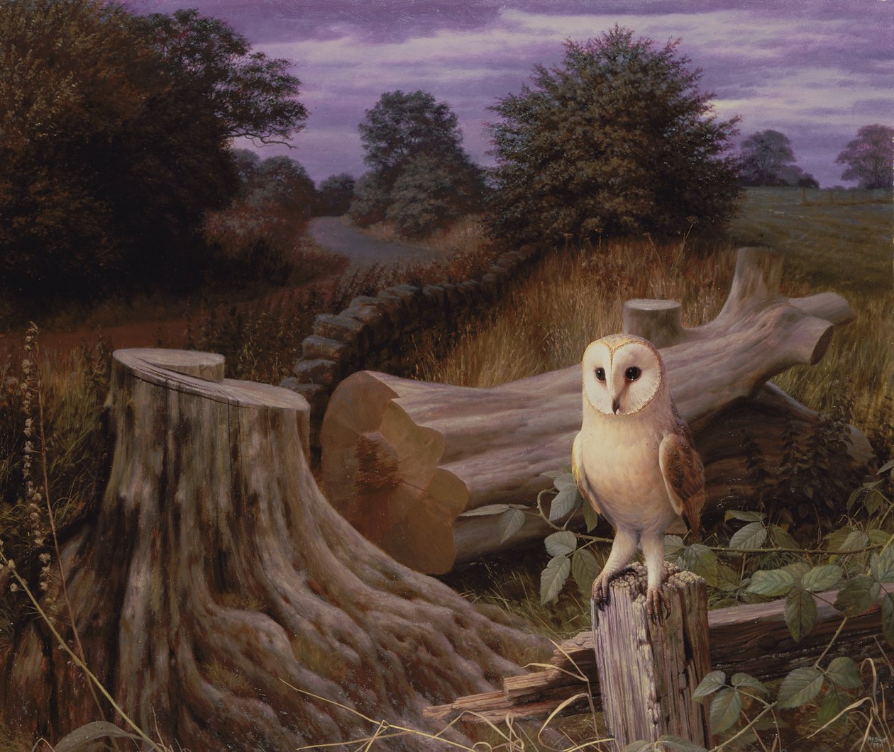 Lechuza común al amanecer de Raymond Booth
