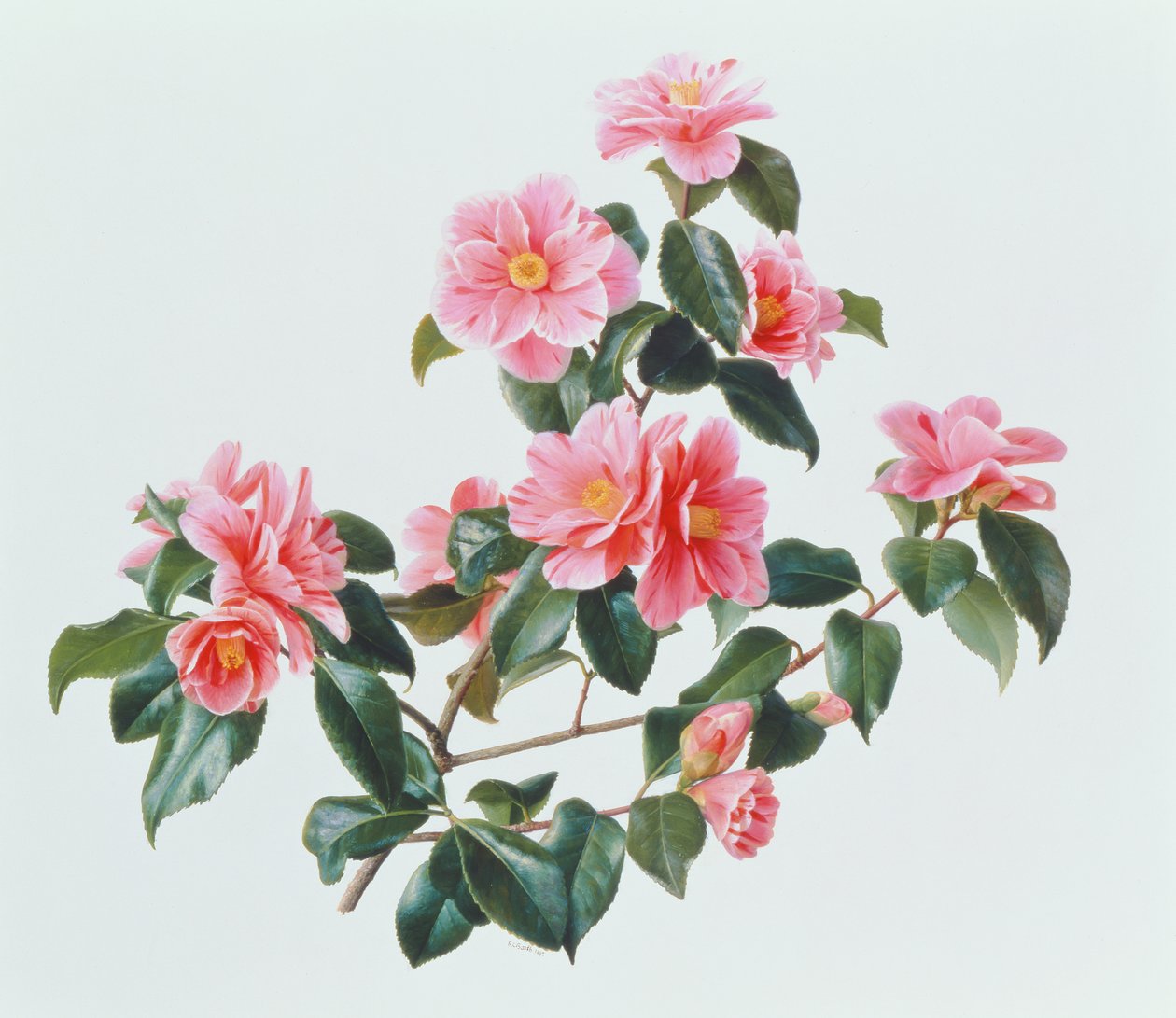 Camelia japónica tricolor de Raymond Booth