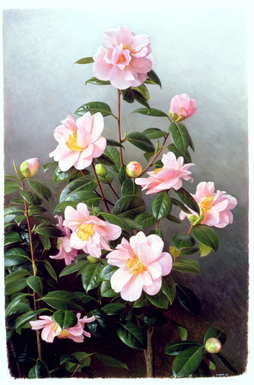 Variedad Camellia Japonica de Raymond Booth