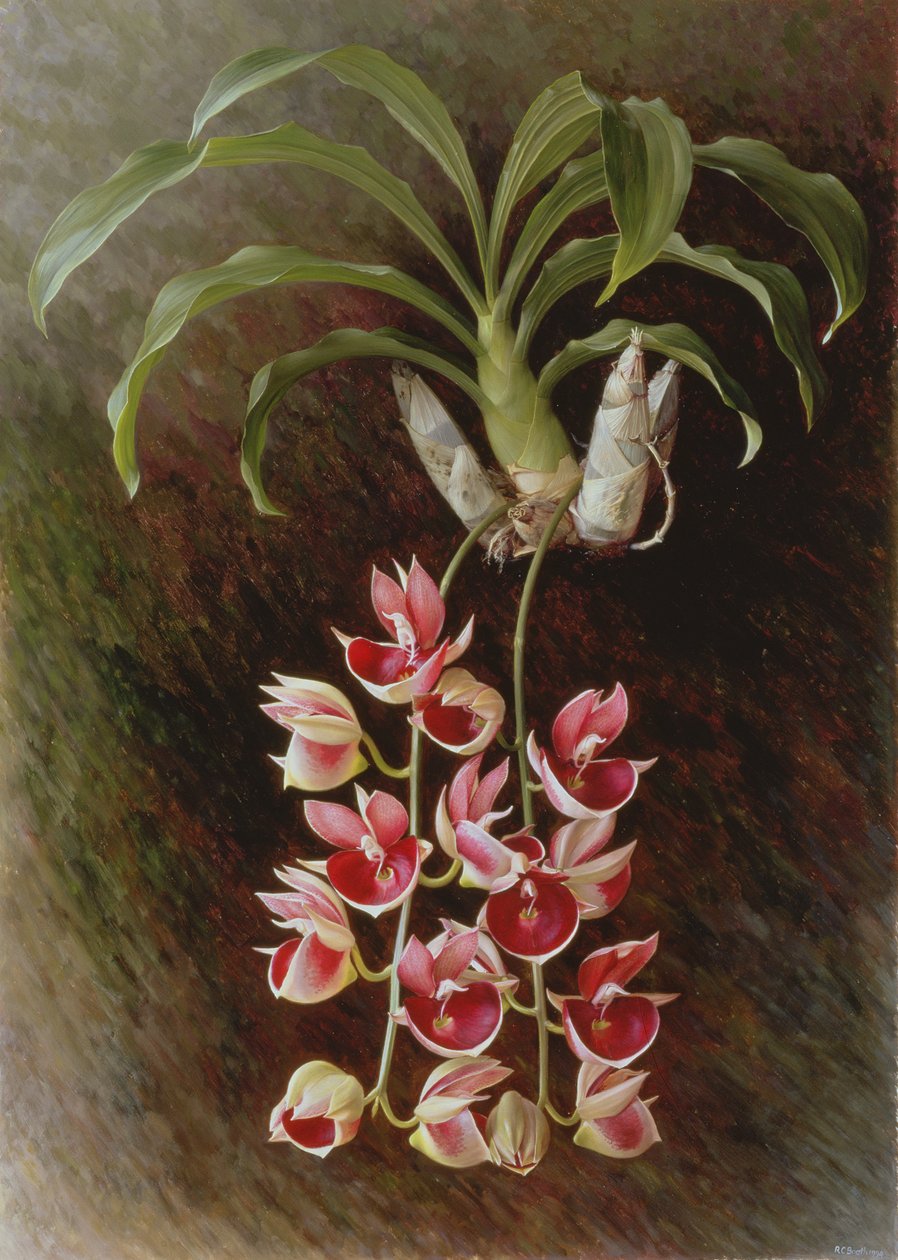 Catasetum pileatum "Pierre Courlet de Raymond Booth