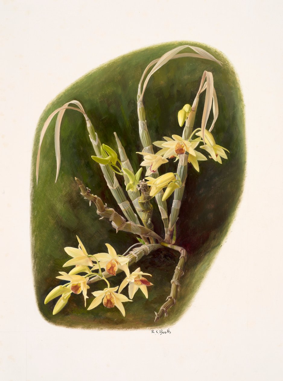 Dendrolium aureum (óleo sobre papel) de Raymond Booth