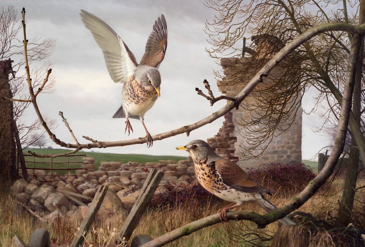 Fieldfares en Eccup, West Yorkshire de Raymond Booth