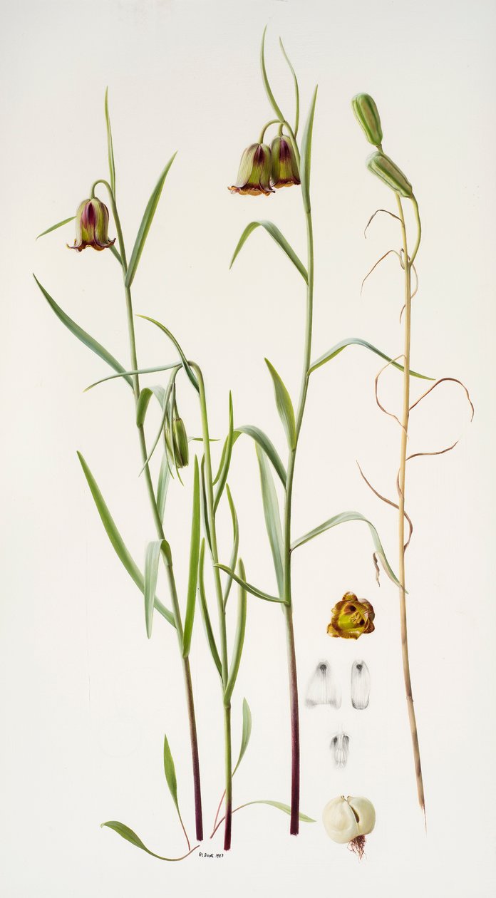 Fritillaria de Raymond Booth