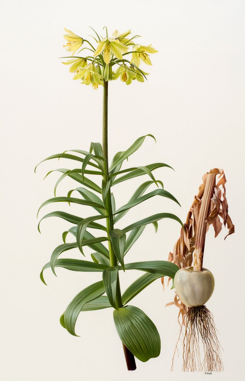 Fritillaria eduardii (óleo sobre tabla) de Raymond Booth