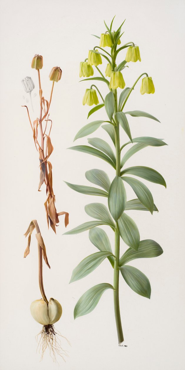 Fritillaria pallidiflora de Raymond Booth