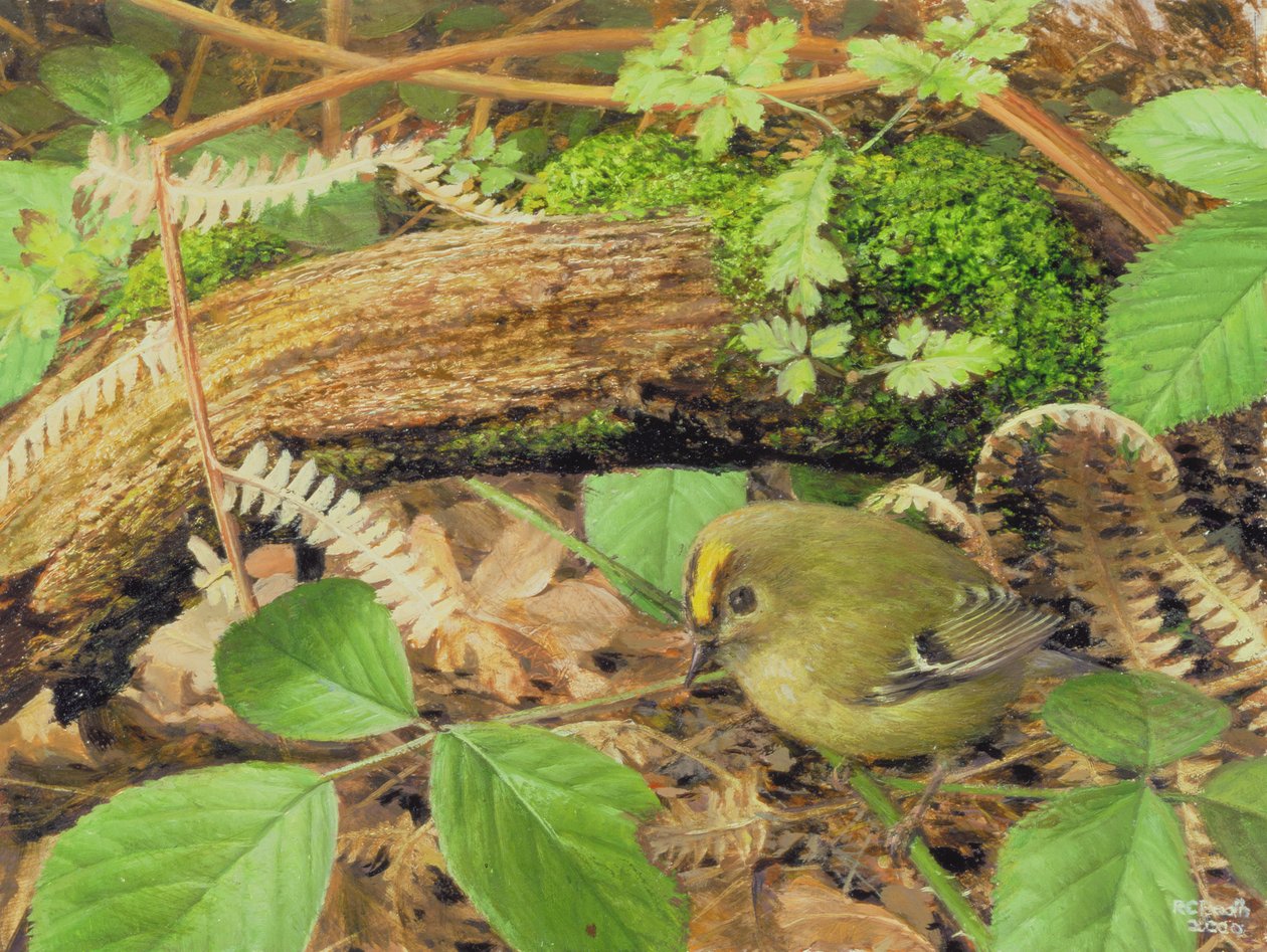 Gold Crest, 2000 (óleo sobre tabla) de Raymond Booth