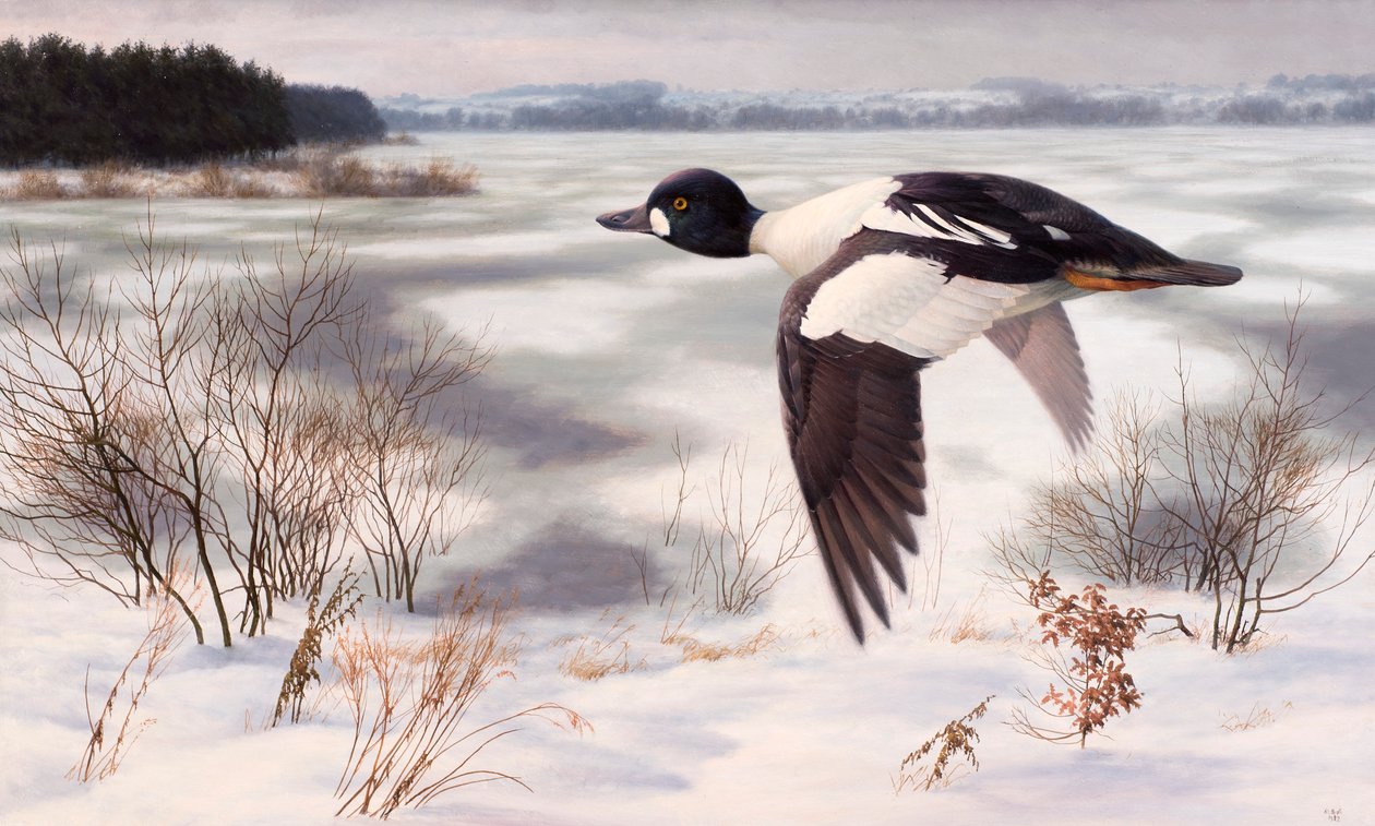 Goldeneye en un paisaje invernal de Raymond Booth