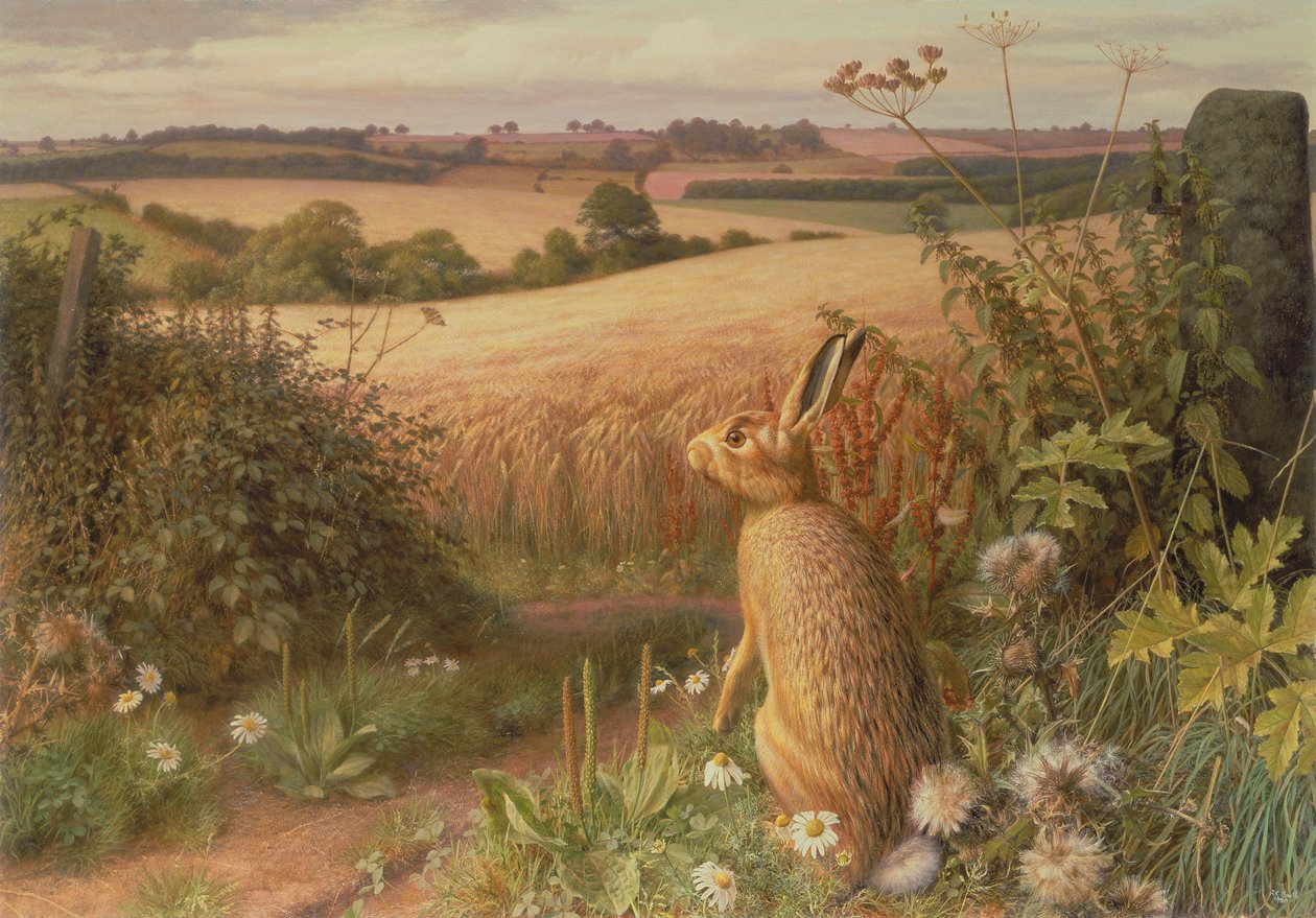 Liebre en el campo de Raymond Booth
