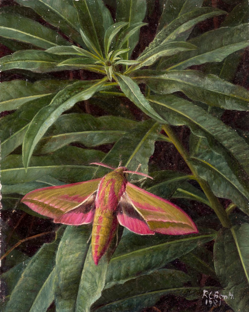 Polilla halcón sobre follaje de Raymond Booth