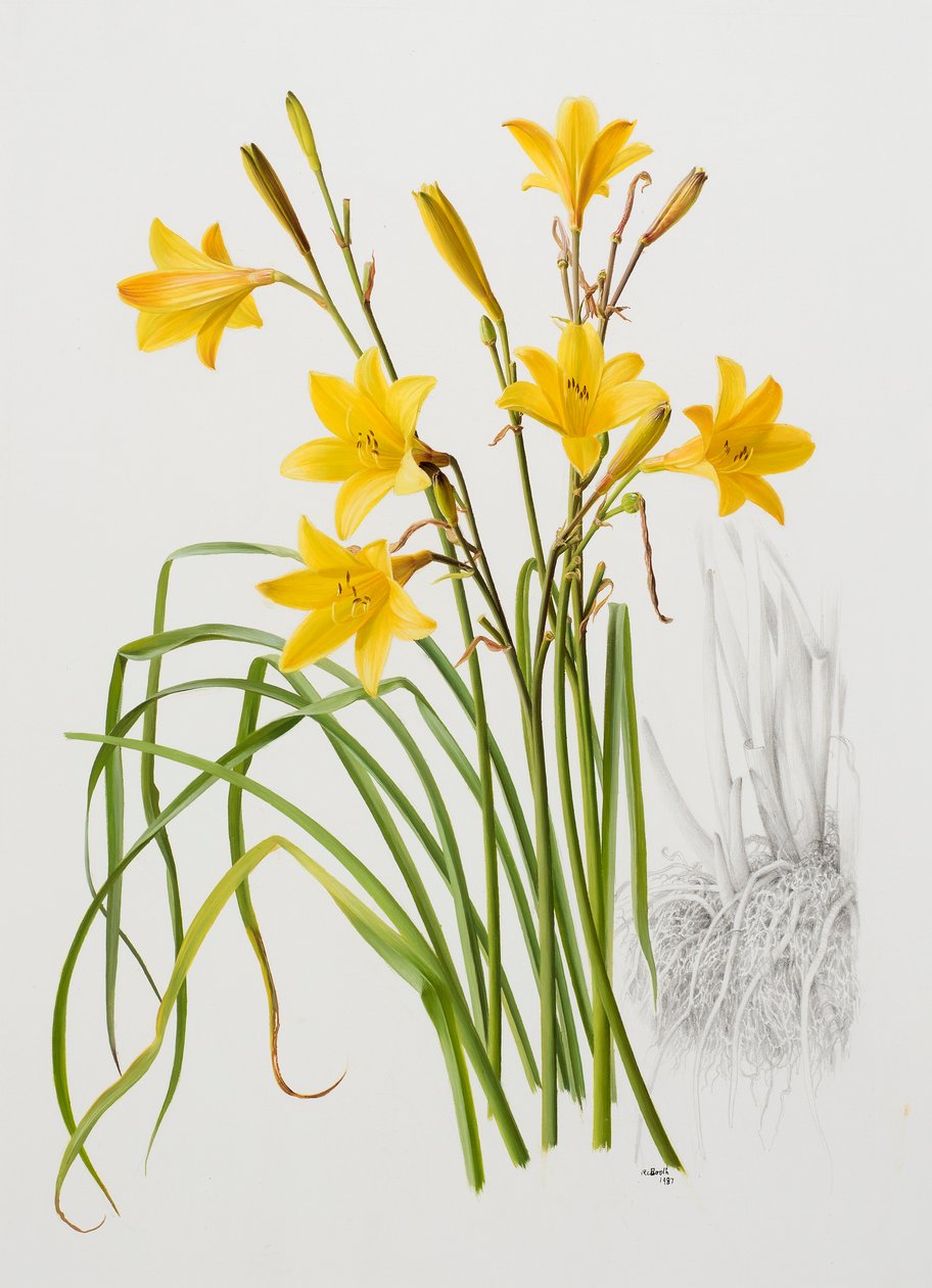 Hemerocallis dumortieri de Raymond Booth