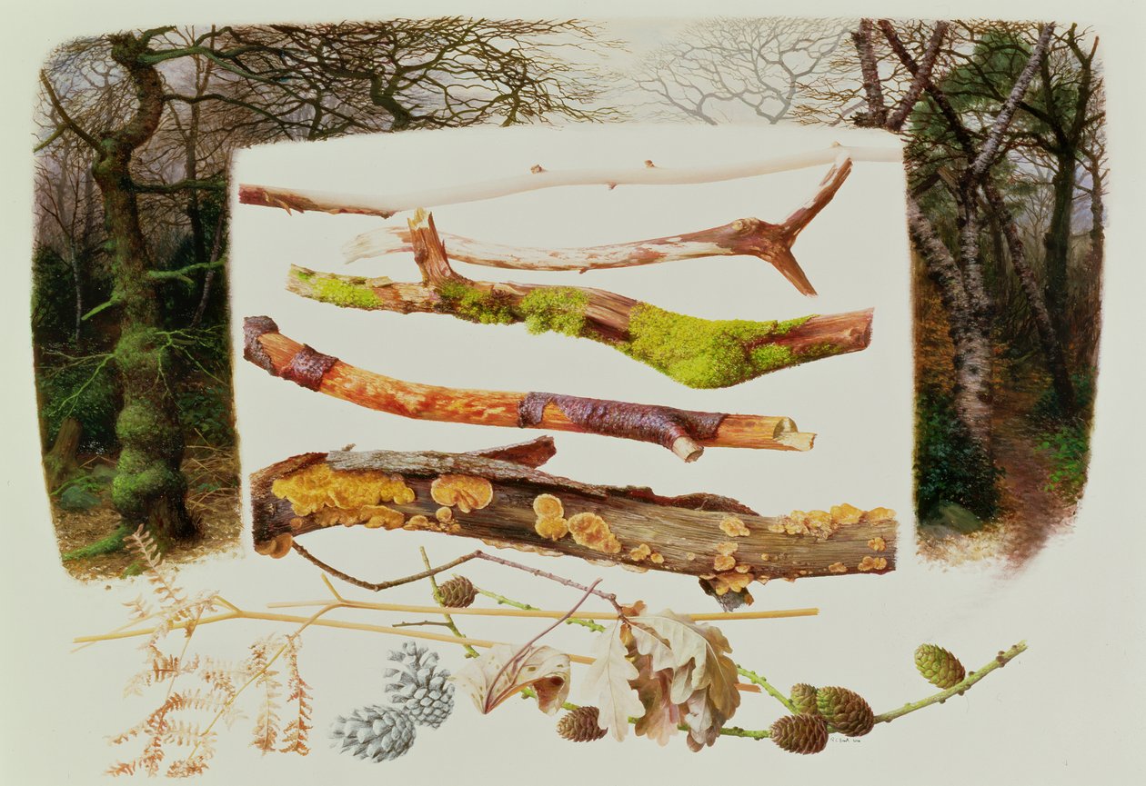Elementos del bosque de invierno, 2000 (óleo sobre papel) de Raymond Booth