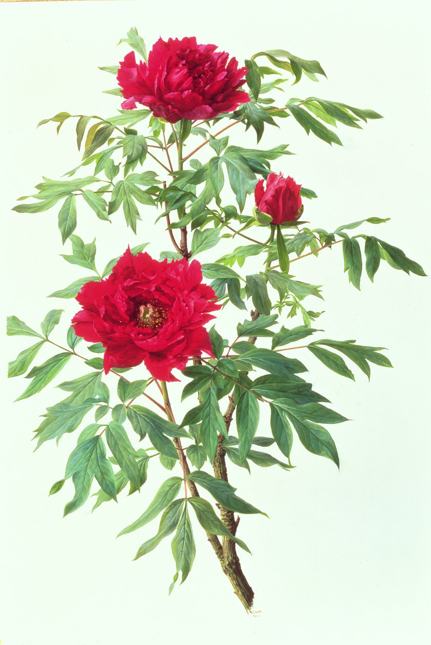 Paeonia arbórea japonesa de Raymond Booth