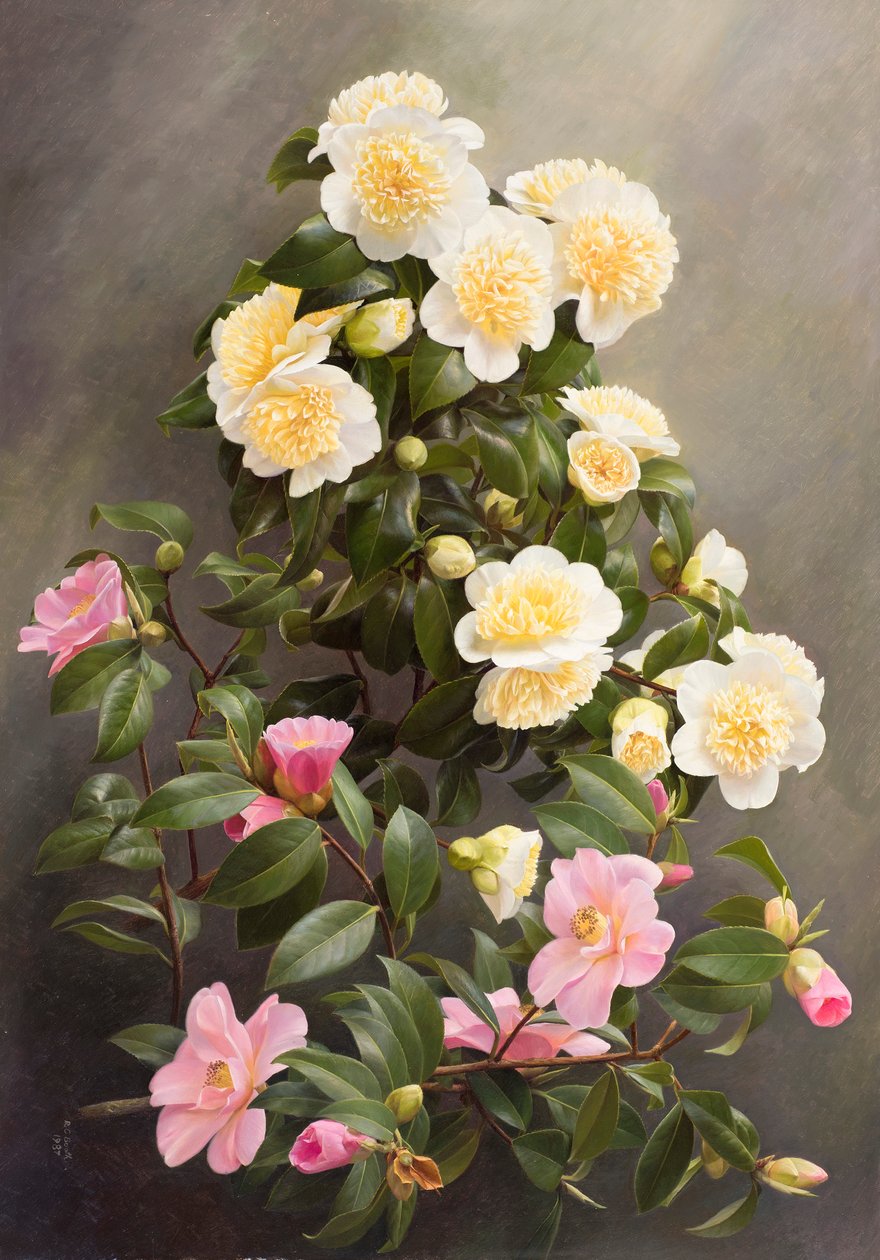 Ninfa amarilla del jurado y del bosque de Raymond Booth