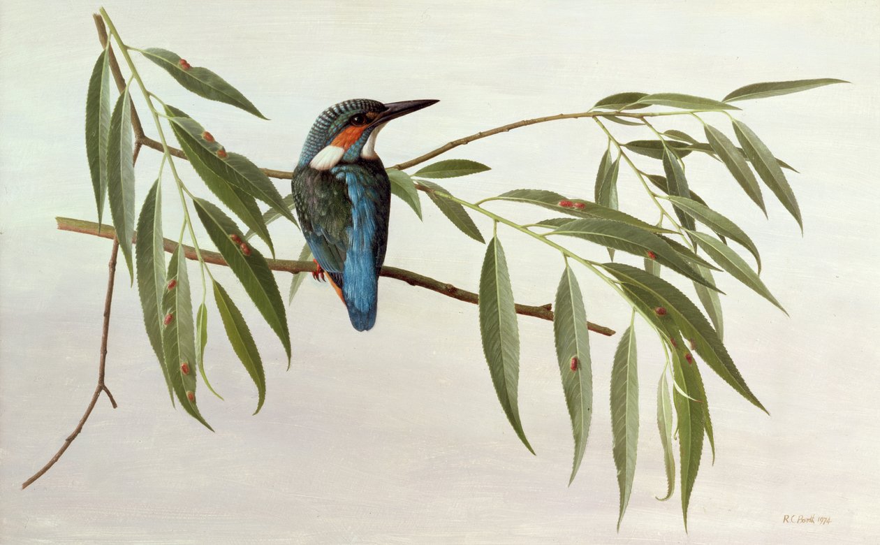 Kingfisher de Raymond Booth