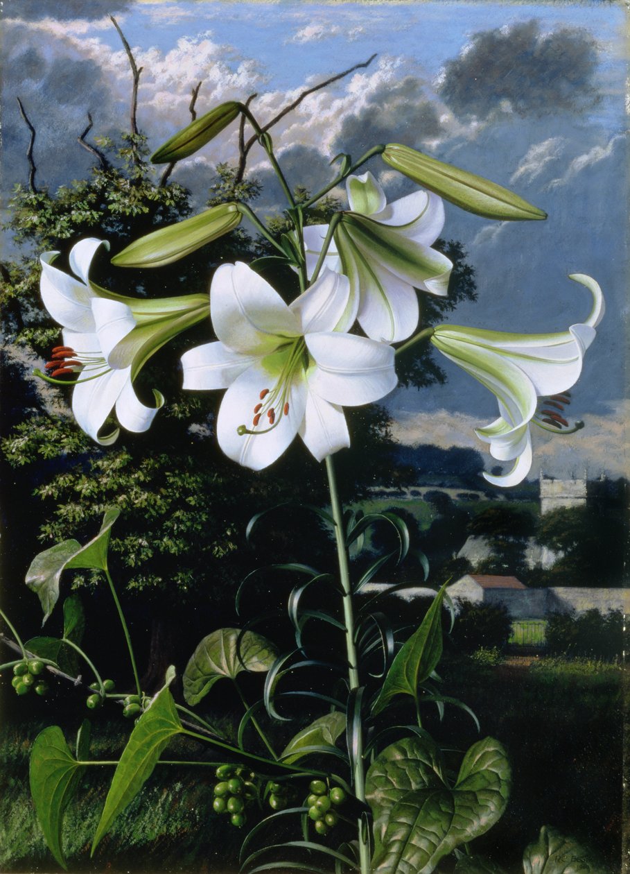 Lilium Emerald, c.1959 (óleo sobre tabla) de Raymond Booth