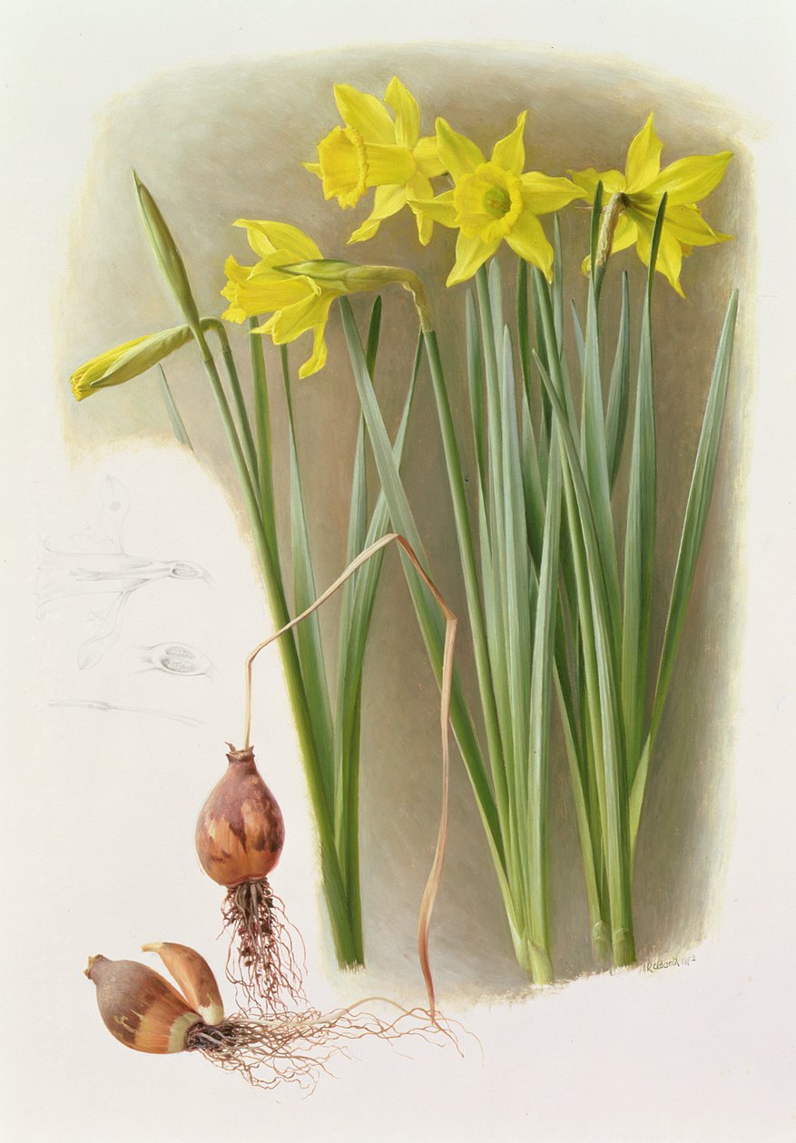 Narciso Hispánicas Bujei de Raymond Booth
