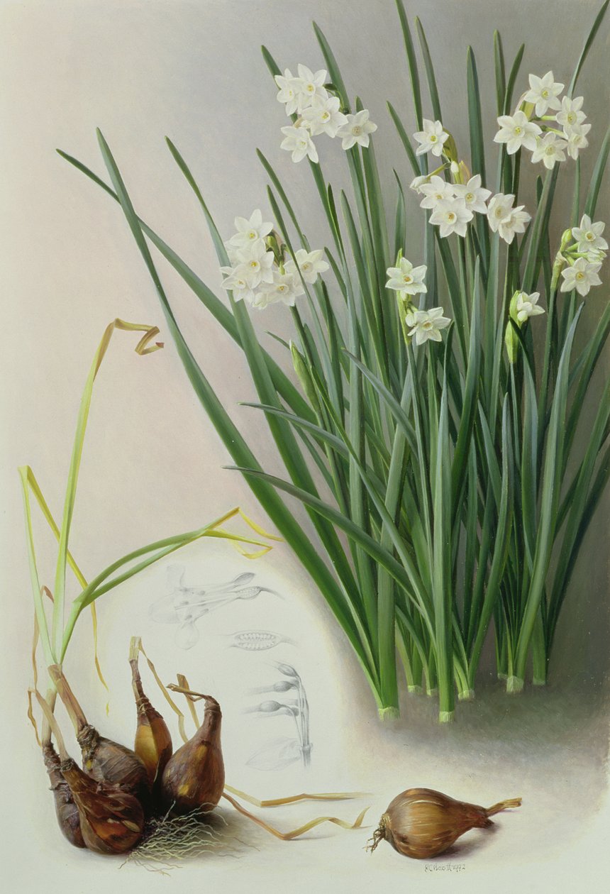 Narciso Panniziano de Raymond Booth