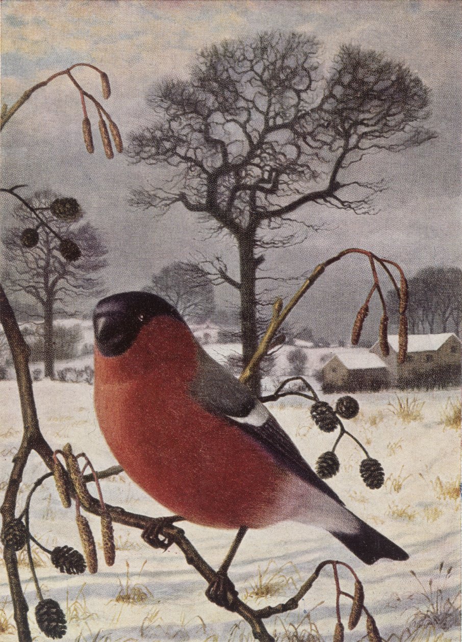 Camachuelo norteño de Raymond Booth