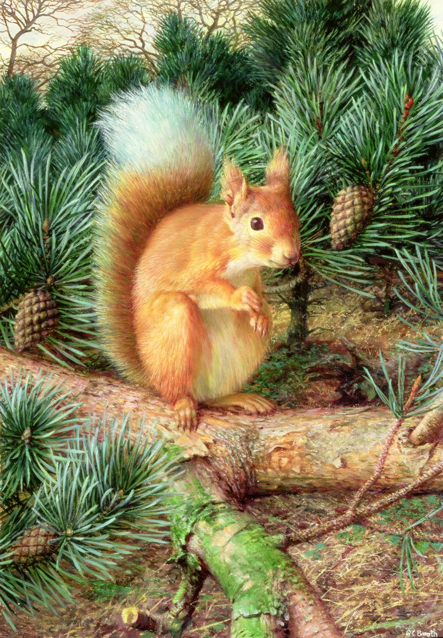 Ardilla roja de Raymond Booth