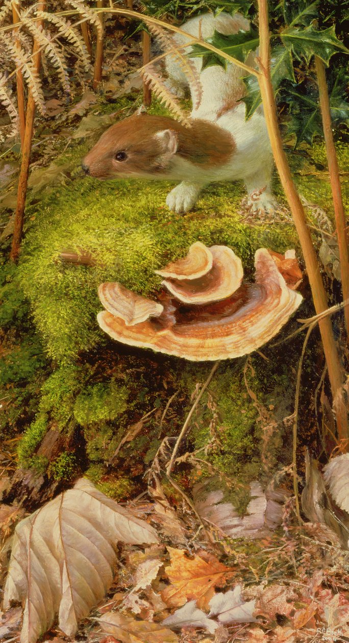 Stoat in Winter, 2000 (óleo sobre tabla) de Raymond Booth