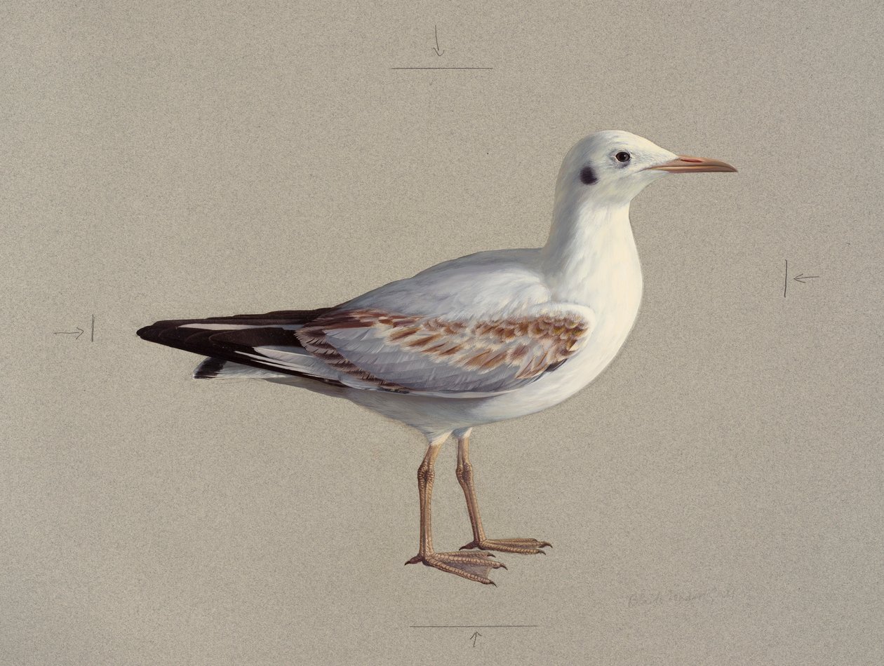Estudio de un juvenil de gaviota reidora en plumaje de invierno (óleo sobre papel) de Raymond Booth