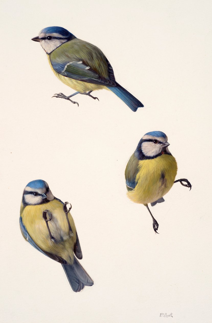 Tres estudios de un herrerillo común (óleo sobre papel) de Raymond Booth