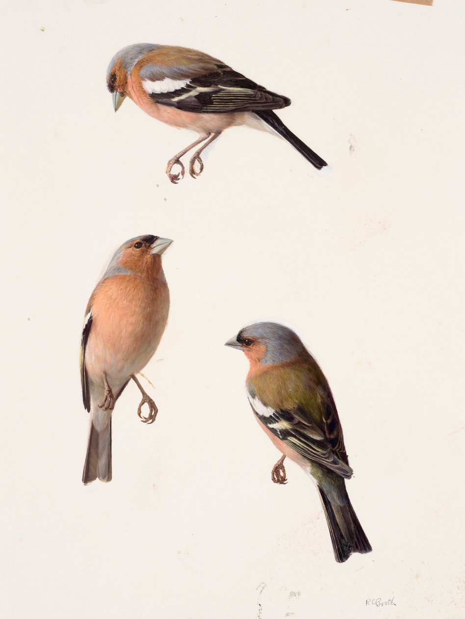 Tres estudios de un pinzón (óleo sobre papel) de Raymond Booth