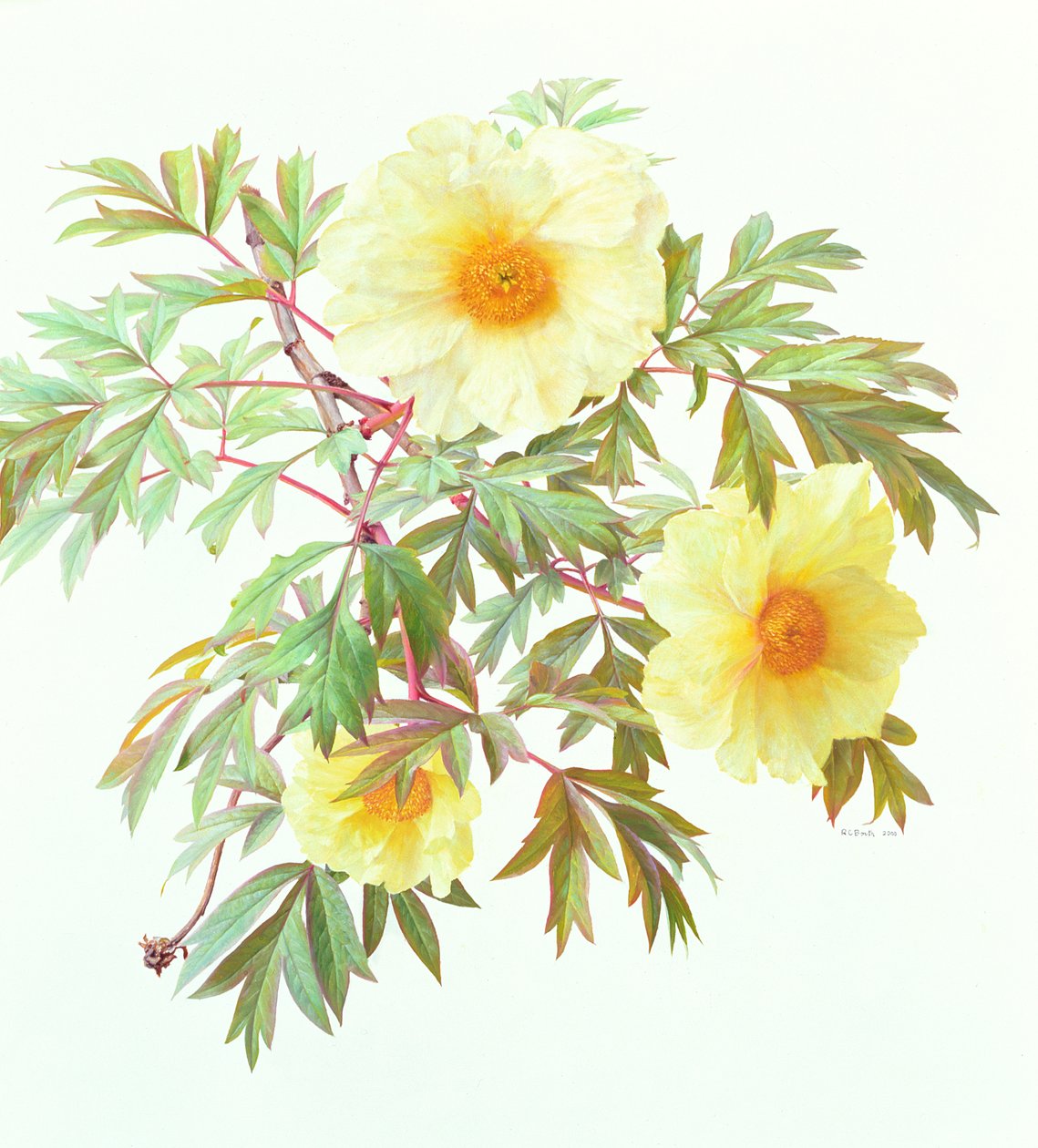 Paeonia arbórea 