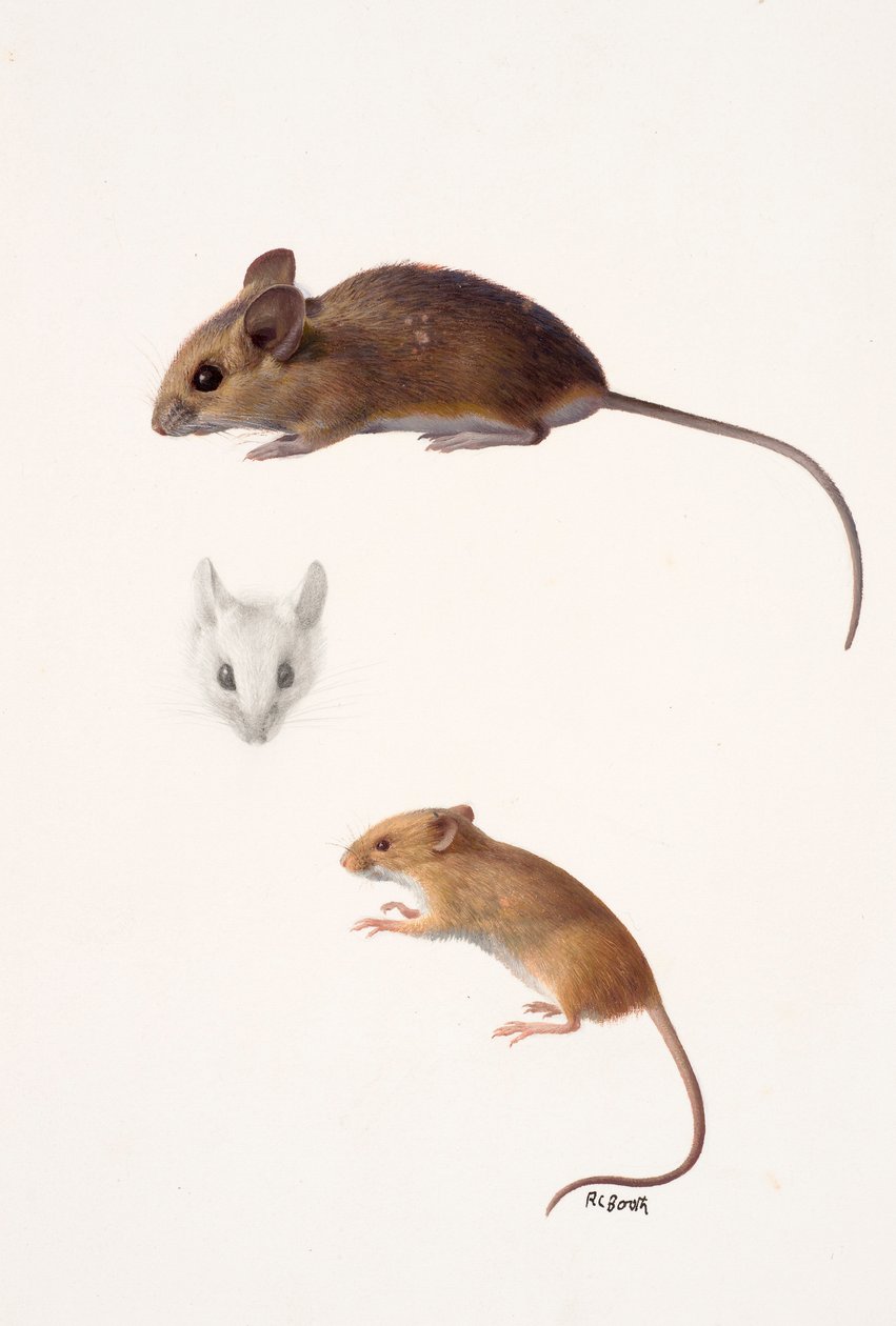 Dos estudios - un ratón de bosque y un ratón de cosecha (óleo sobre papel) de Raymond Booth