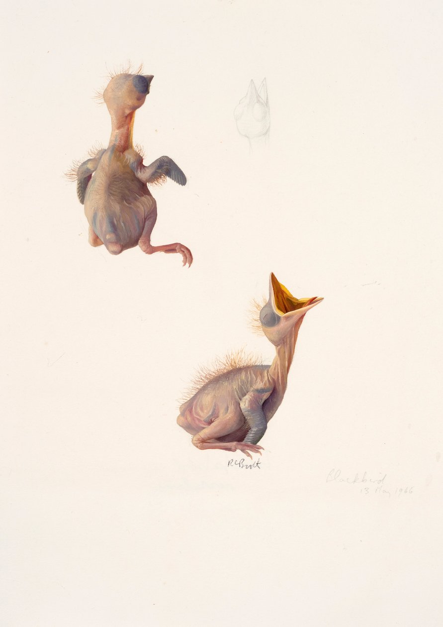 Dos estudios de un polluelo de mirlo de Raymond Booth