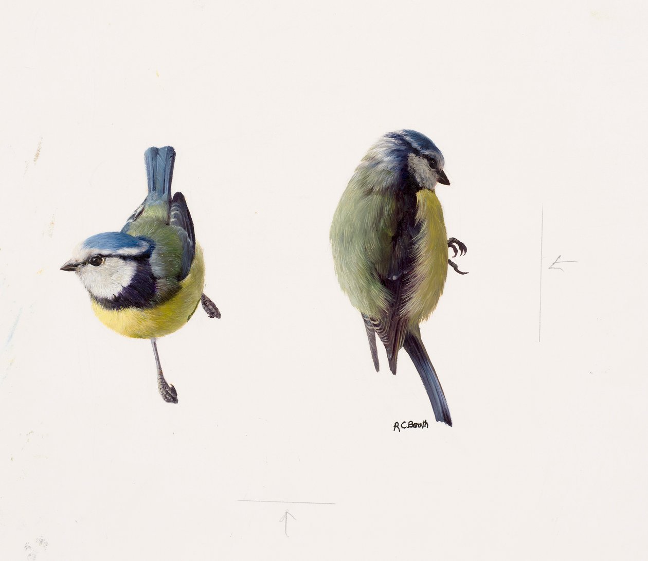 Dos estudios de un herrerillo común (óleo sobre papel) de Raymond Booth