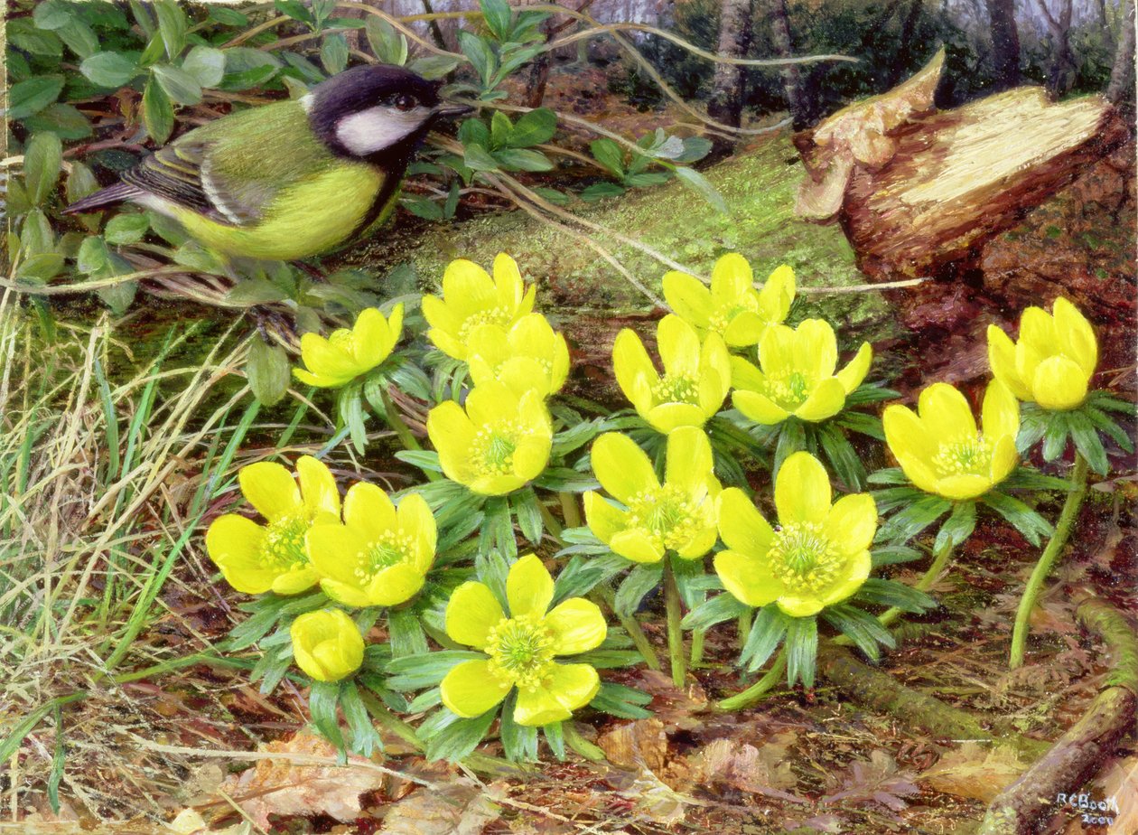Aconites de invierno, 2000 (óleo sobre tabla) de Raymond Booth