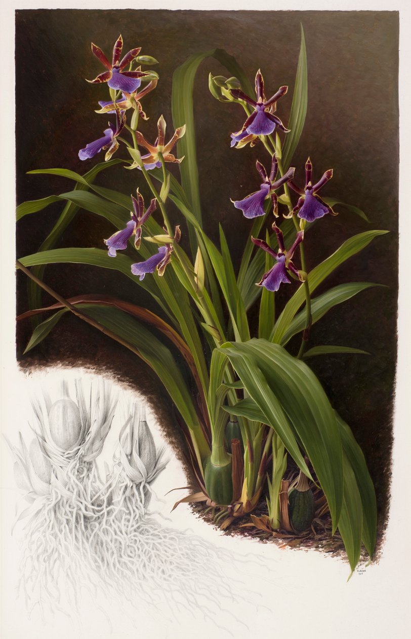Zygopetalum híbrido de Raymond Booth