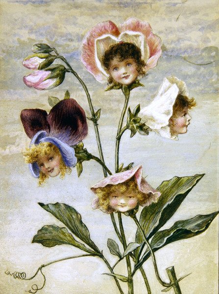 Geranio y Guisante de Olor- Niños Flor- un par de Rebecca Coleman
