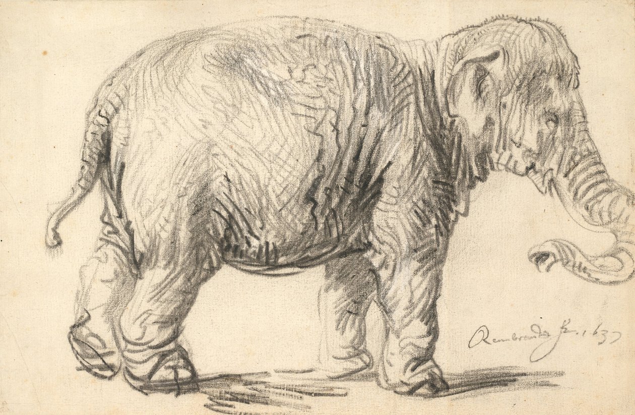 Un Elefante de Rembrandt van Rijn