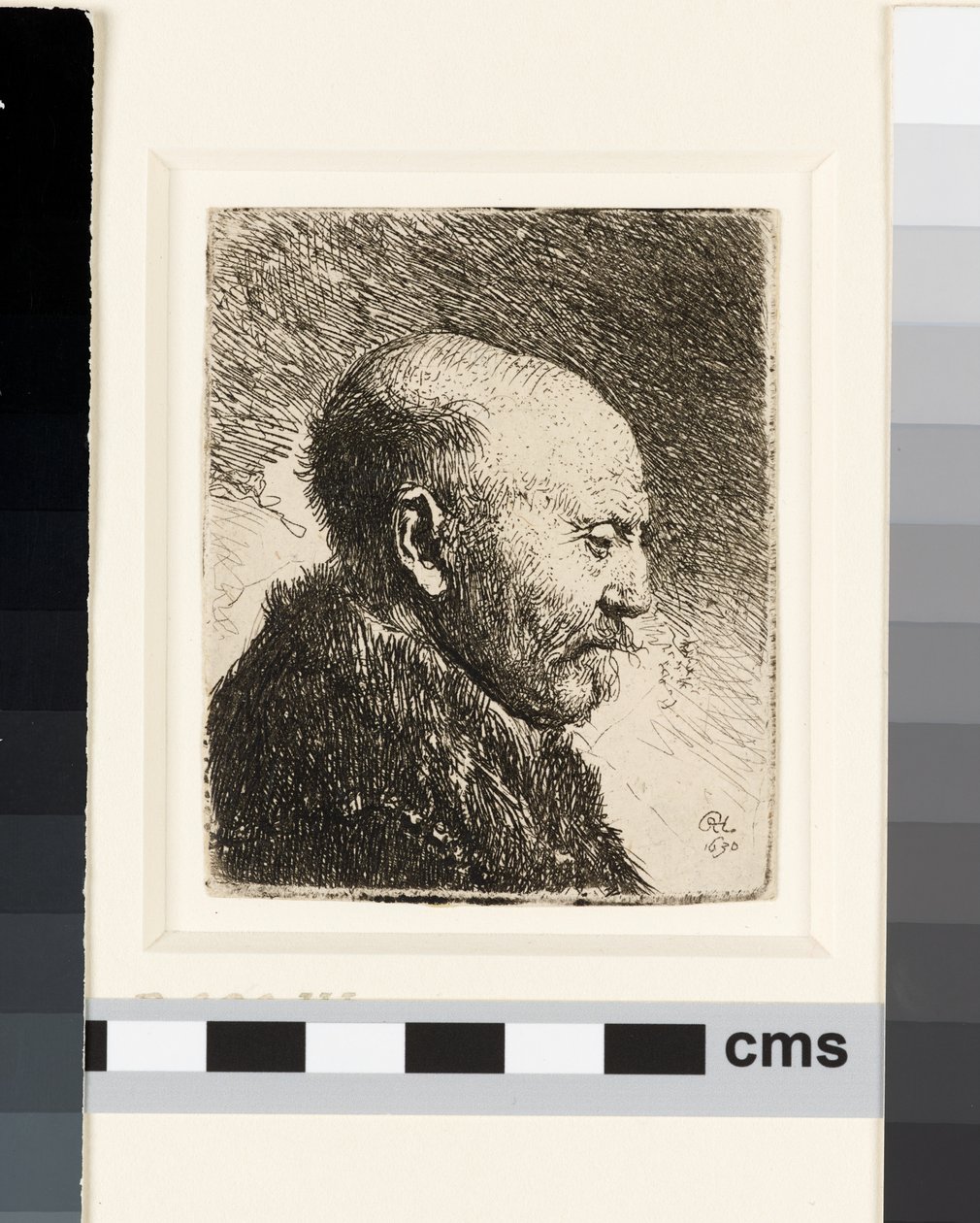Hombre calvo de perfil derecho: ¿el padre de Rembrandt? de Rembrandt van Rijn