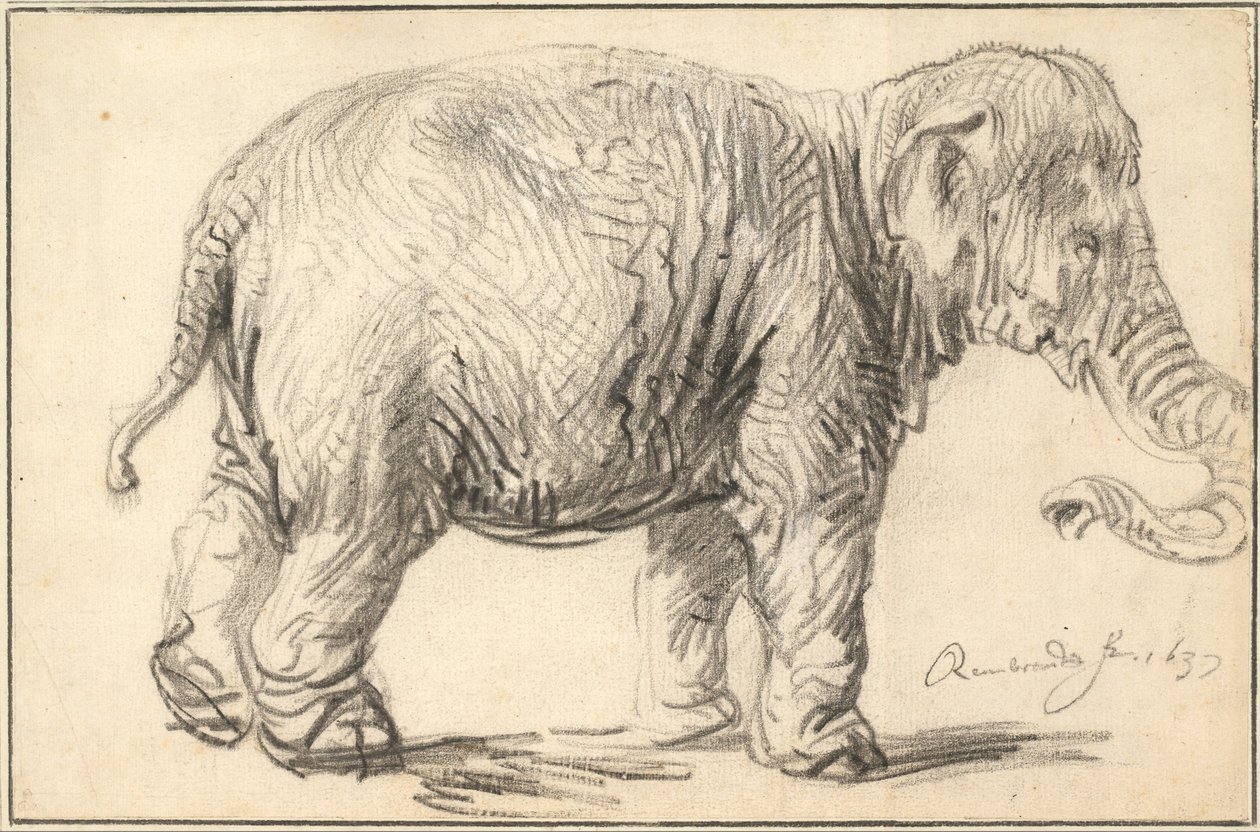 Un elefante, 1637 de Rembrandt van Rijn