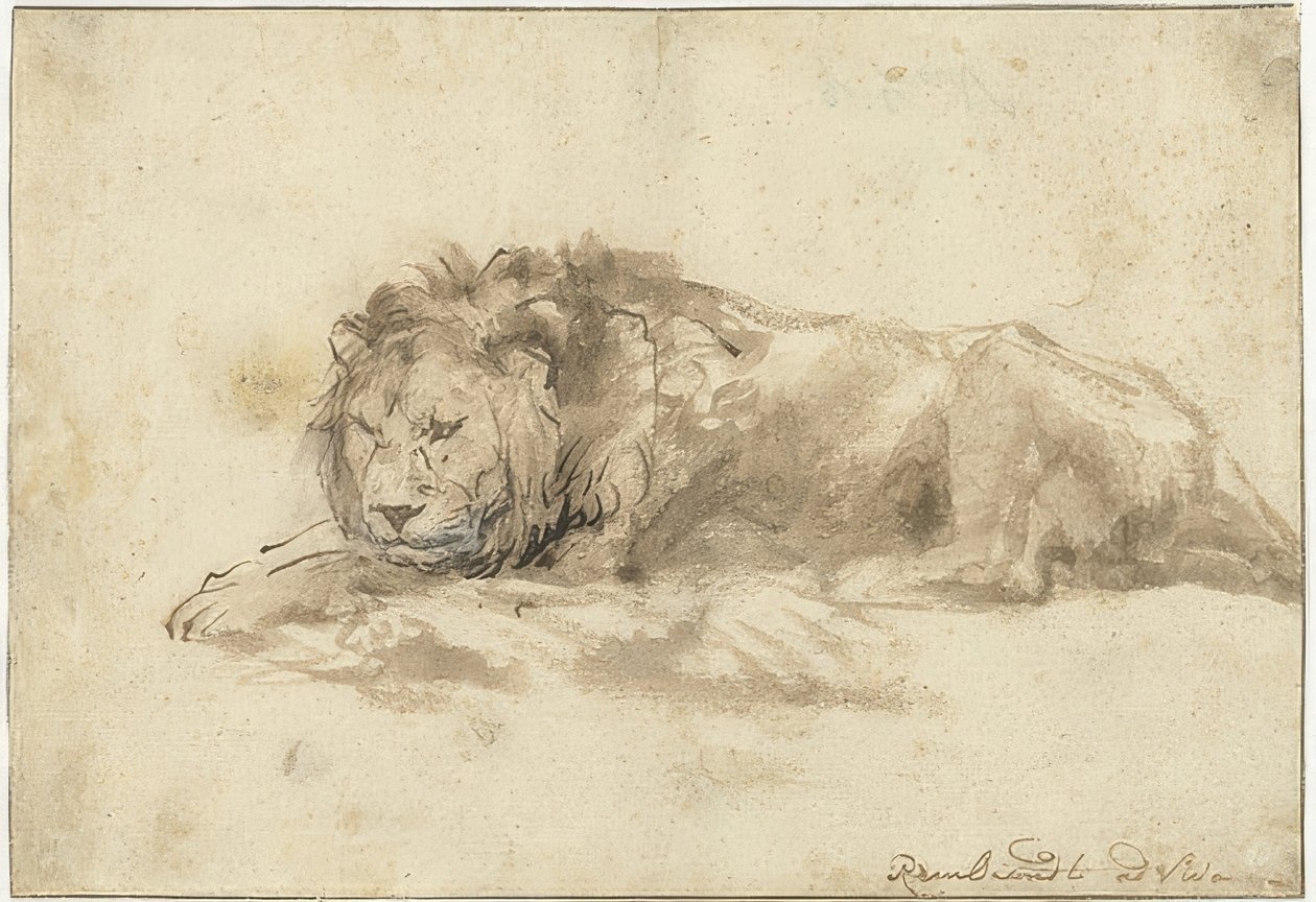 León acostado (Liggende leeuw). 1650-59 de Rembrandt van Rijn