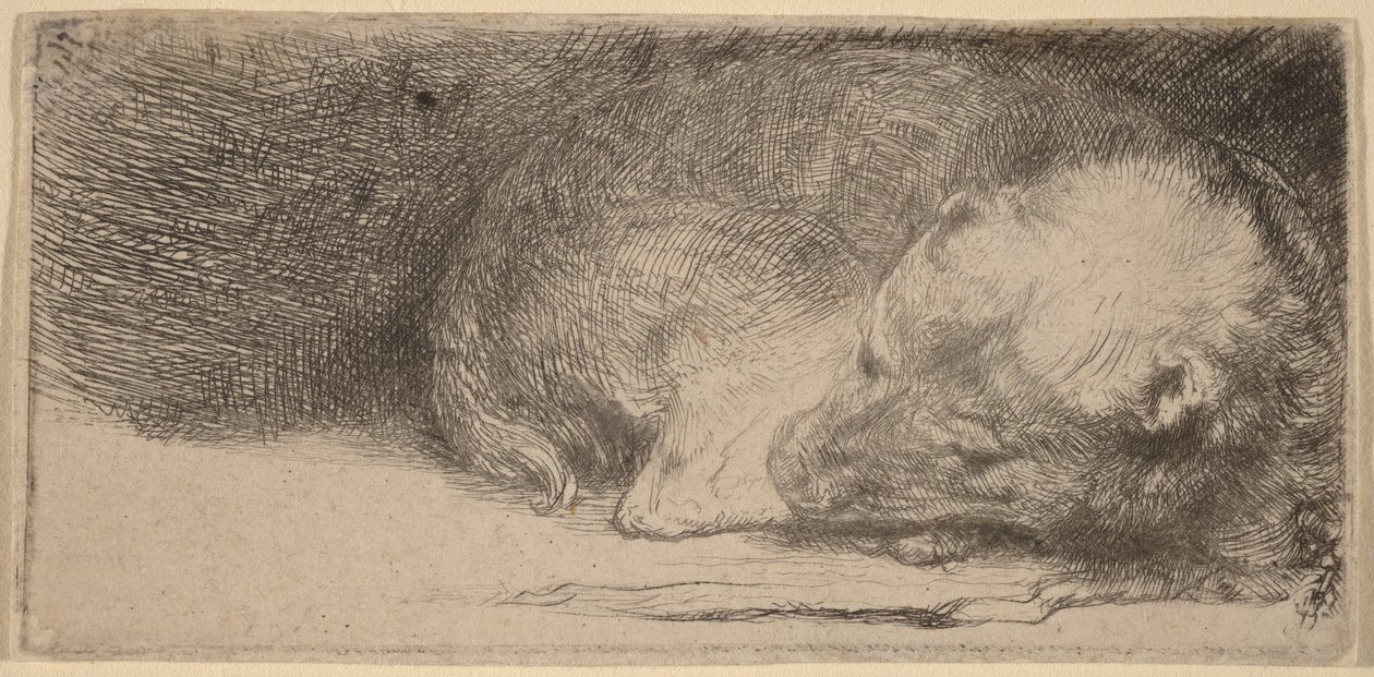 Cachorro durmiendo de Rembrandt van Rijn