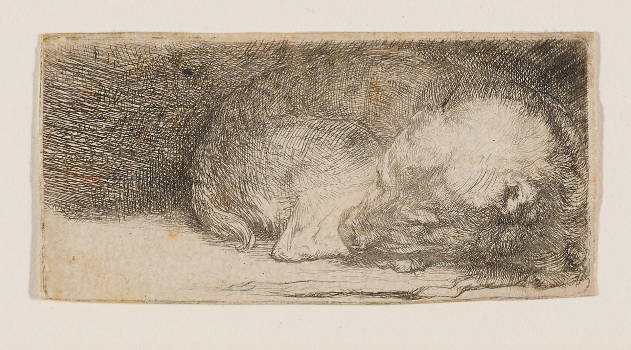 Cachorro dormido de Rembrandt van Rijn