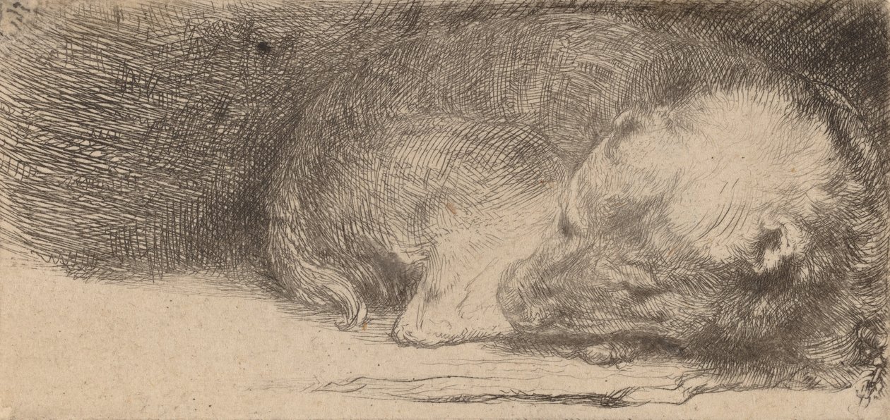 Cachorro durmiendo de Rembrandt van Rijn
