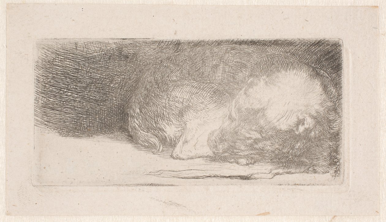 Cachorro durmiendo de Rembrandt van Rijn