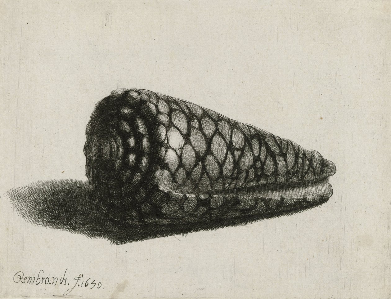 La concha (Conus marmoreus) (1650) de Rembrandt van Rijn