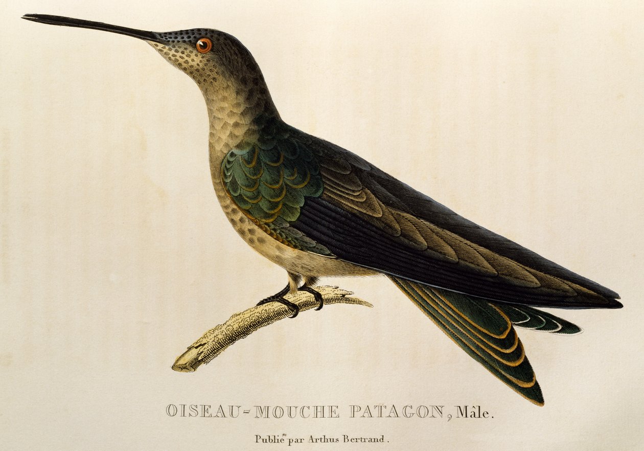 Colibrí gigante (Patagona gigas), grabado de Les trochilidees ou les colibris et les oiseaux-mouches de René Primevère Lesson
