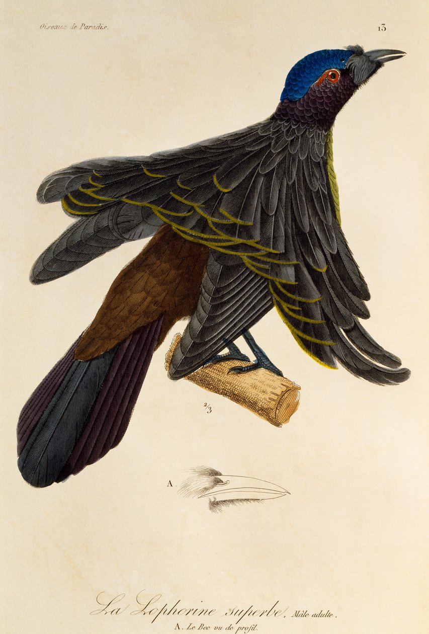 Macho adulto de Lophorina superba, grabado de Histoire naturelle des oiseaux de paradis et des epimagues de René Primevère Lesson