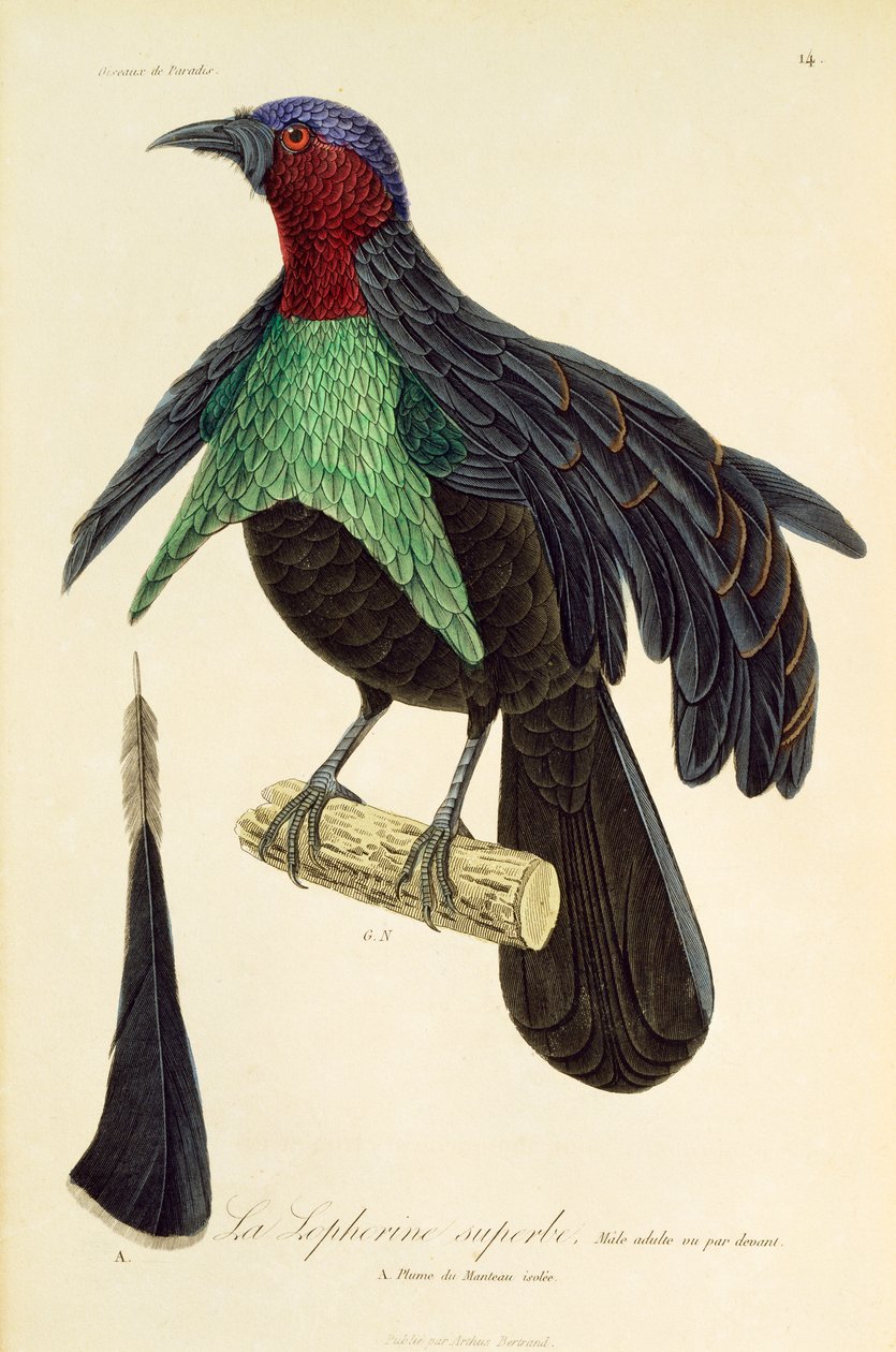 Macho adulto de Lophorina superba, grabado de Histoire naturelle des oiseaux de paradis et des epimagues de René Primevère Lesson