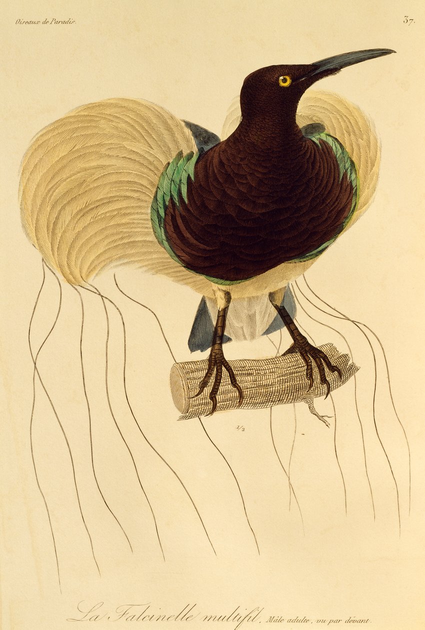 Macho adulto de ave de fortuna (Seleucidis melanoleuca), grabado de Histoire naturelle des oiseaux de paradis et des epimagues de René Primevère Lesson