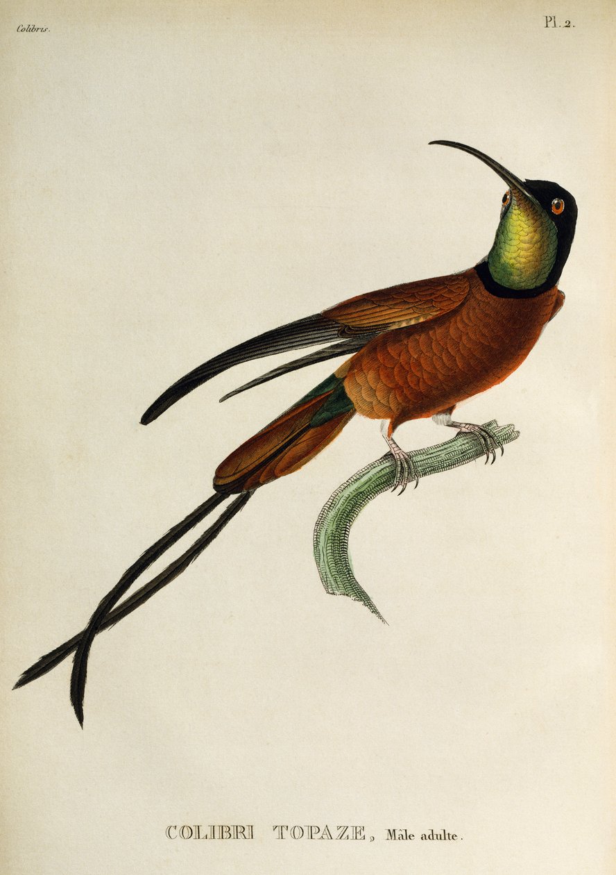 Topacio carmesí (Topaza pella), grabado de Les trochilidees ou les colibris et les oiseaux-mouches de René Primevère Lesson
