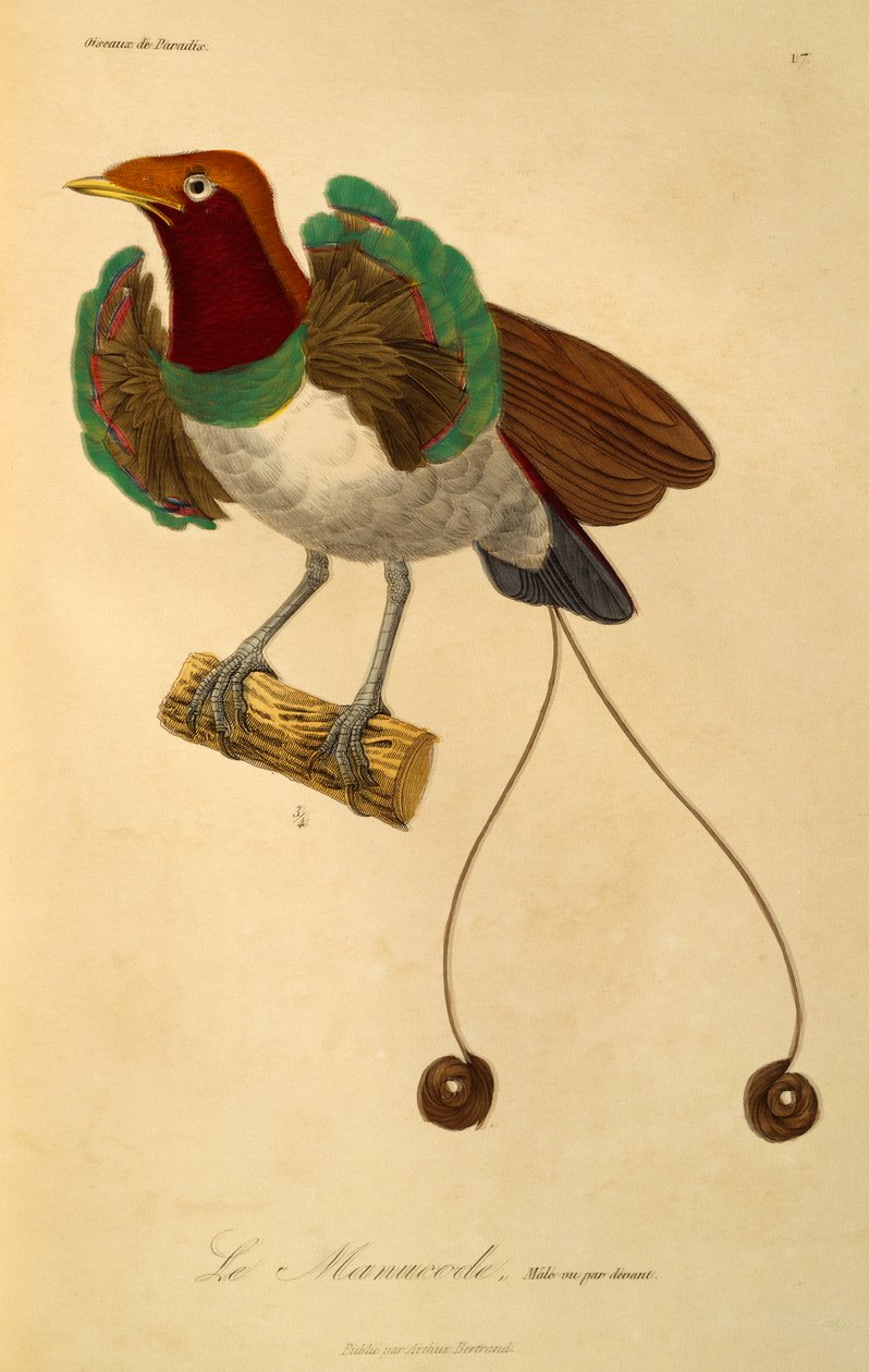Macho de ave real del paraíso (Cicinnurus regius), grabado de Histoire naturelle des oiseaux de paradis et des epimagues de René Primevère Lesson