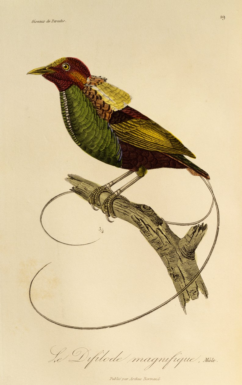 Macho de ave magnífica (Cicinnurus magnificus), grabado de Histoire naturelle des oiseaux de paradis et des epimagues de René Primevère Lesson